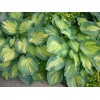 Саженец хосты Грэйт Экспектейшн (Great Expectations): фото и описание