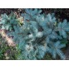 Саженец Ели Голубая Мисти Блу (Misty Blue) 20-40 см: фото и описание