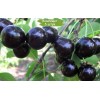 Саженцы черевишни Черный принц -  5 шт.: фото и описание