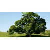 Саженцы дуба Каштанолистный от 150 см -  5 шт.: фото и описание