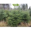 Саженцы Ели Сибирская 60-100 см -  5 шт.: фото и описание
