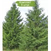 Саженцы Ели Сибирская до 2 метров -  5 шт.: фото и описание