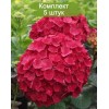 Саженцы гортензии крупнолистной Ред Вондер (Red Wonder) -  5 шт.: фото и описание