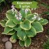 Саженцы хосты Фрагрант Букет (Fragrant Bouquet) -  5 шт.: фото и описание
