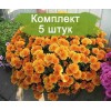 Саженцы хризантемы мультифлора Молфетта Оранж (Molfetta Orange) (Оранжевая ) -  5 шт.: фото и описание