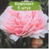 Саженцы пиона Miss Livingston Farand (Мис Ливингстоун Фаранд ) -  5 шт.: фото и описание
