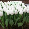 Луковицы Тюльпана Антарктика (Antarctica) - 5 шт.: фото и описание