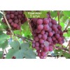 Саженцы винограда Гурман (Ранний/Красный) -  5 шт.: фото и описание