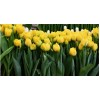 Срезка Луковица Тюльпанаов на 8 марта оптом Луковица Тюльпана Дабл Трабл (double trouble): фото и описание