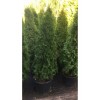 Туя Смарагд от 150 см: фото и описание